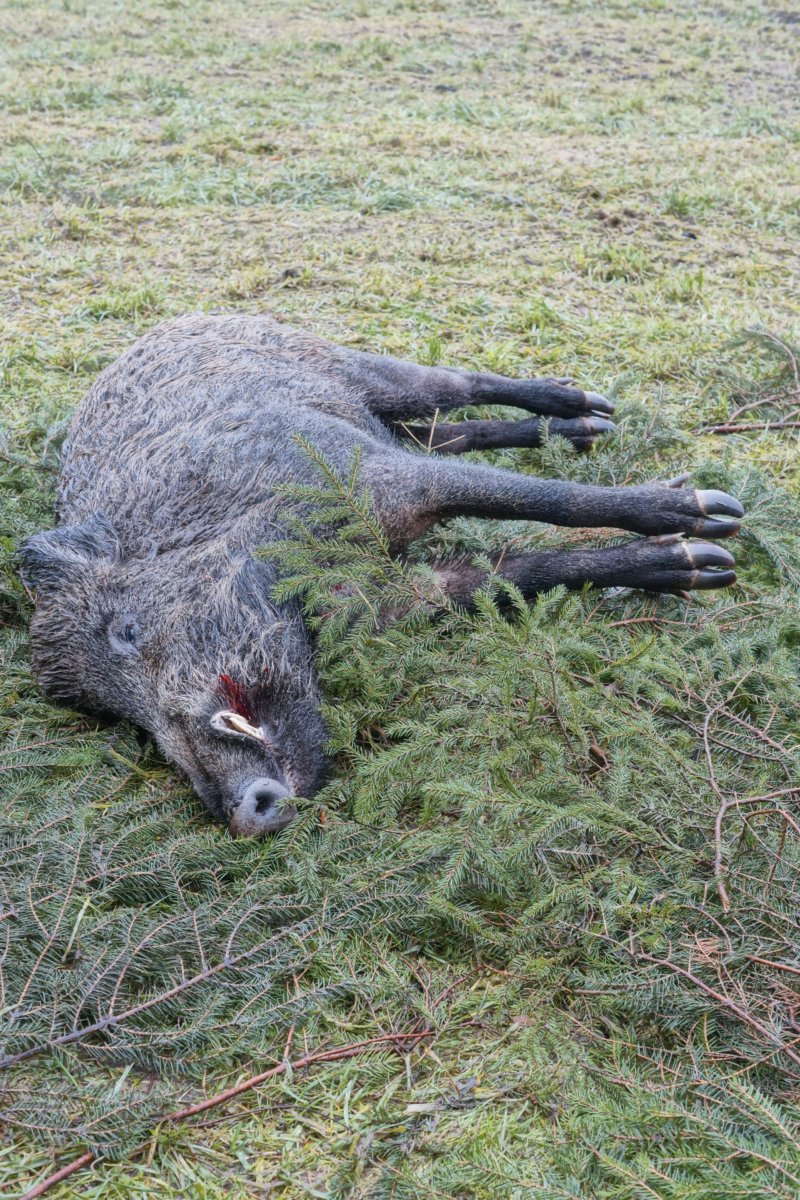 Wild boar hunting