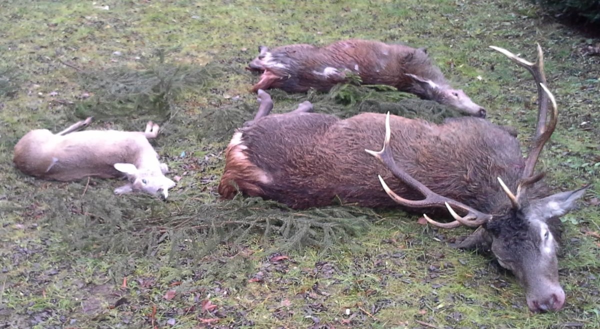 Individual hunting